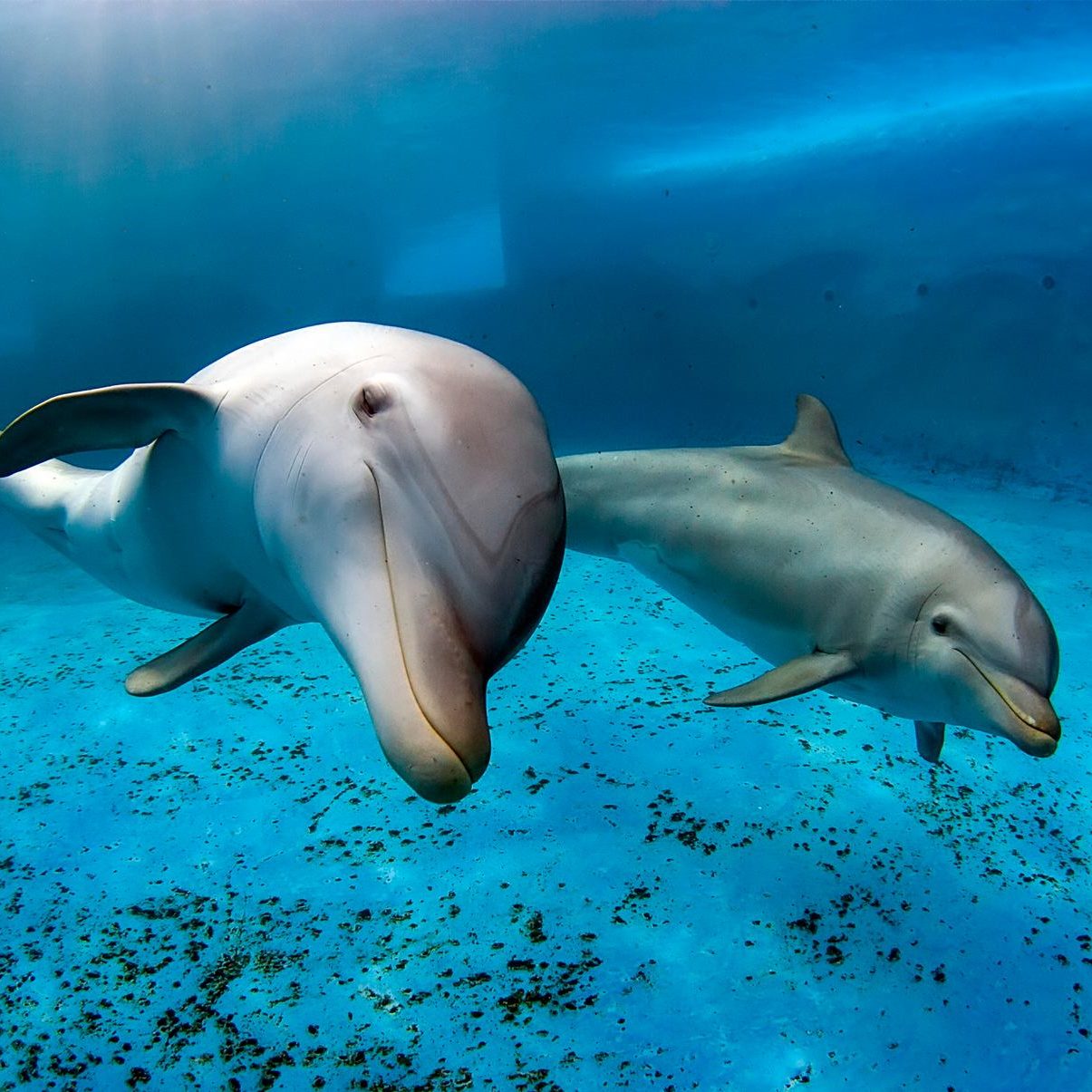 Two,Bottlenose,Dolphins,Swimming,In,A,Pool.,Underwater,Shot