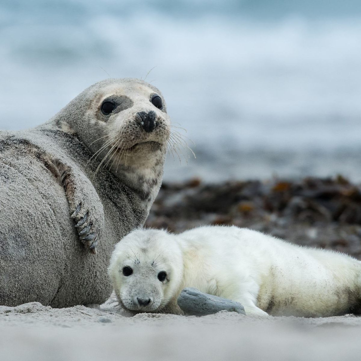 Grey,Seal,Pup,With,Mother,,Halichoerus,Grypus,,Helgoland,,Germany