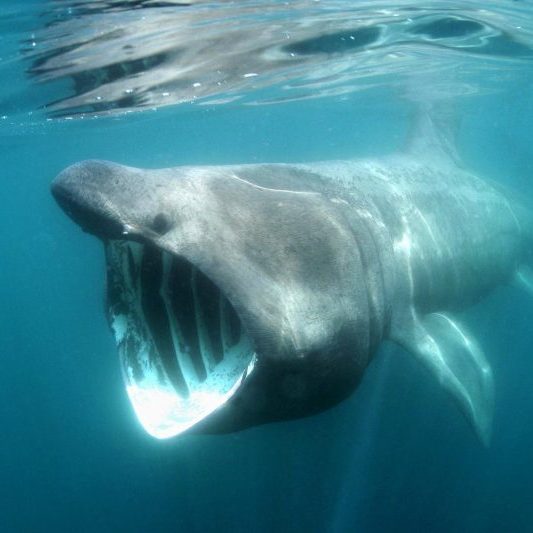 Basking Shark