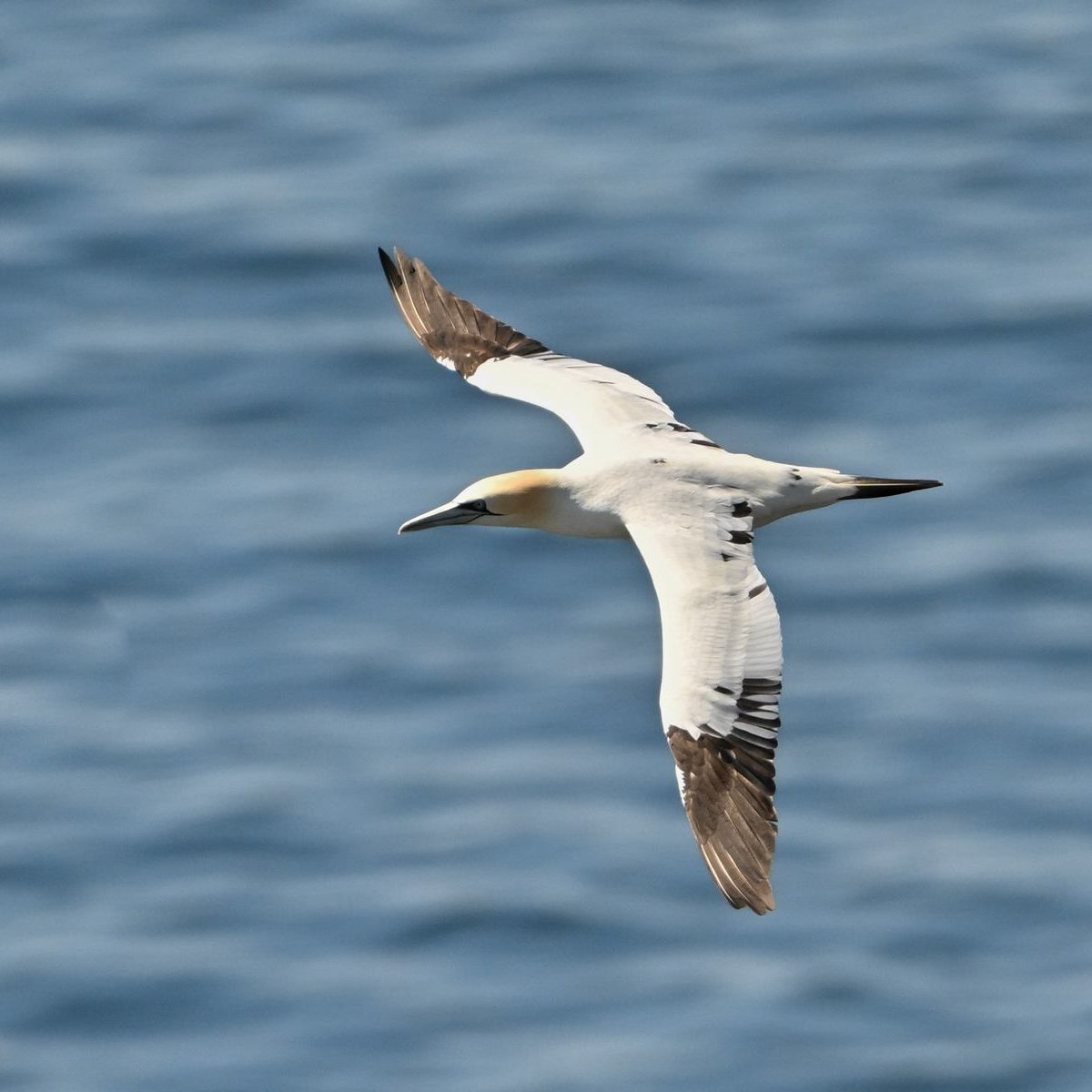 Gannets