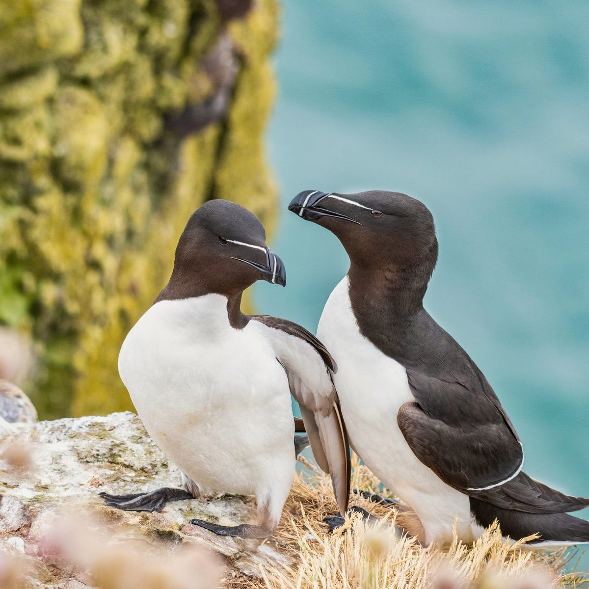 Close,Up,Shot,Of,Razorbill,(alca,Torda),Standing,On,Rock