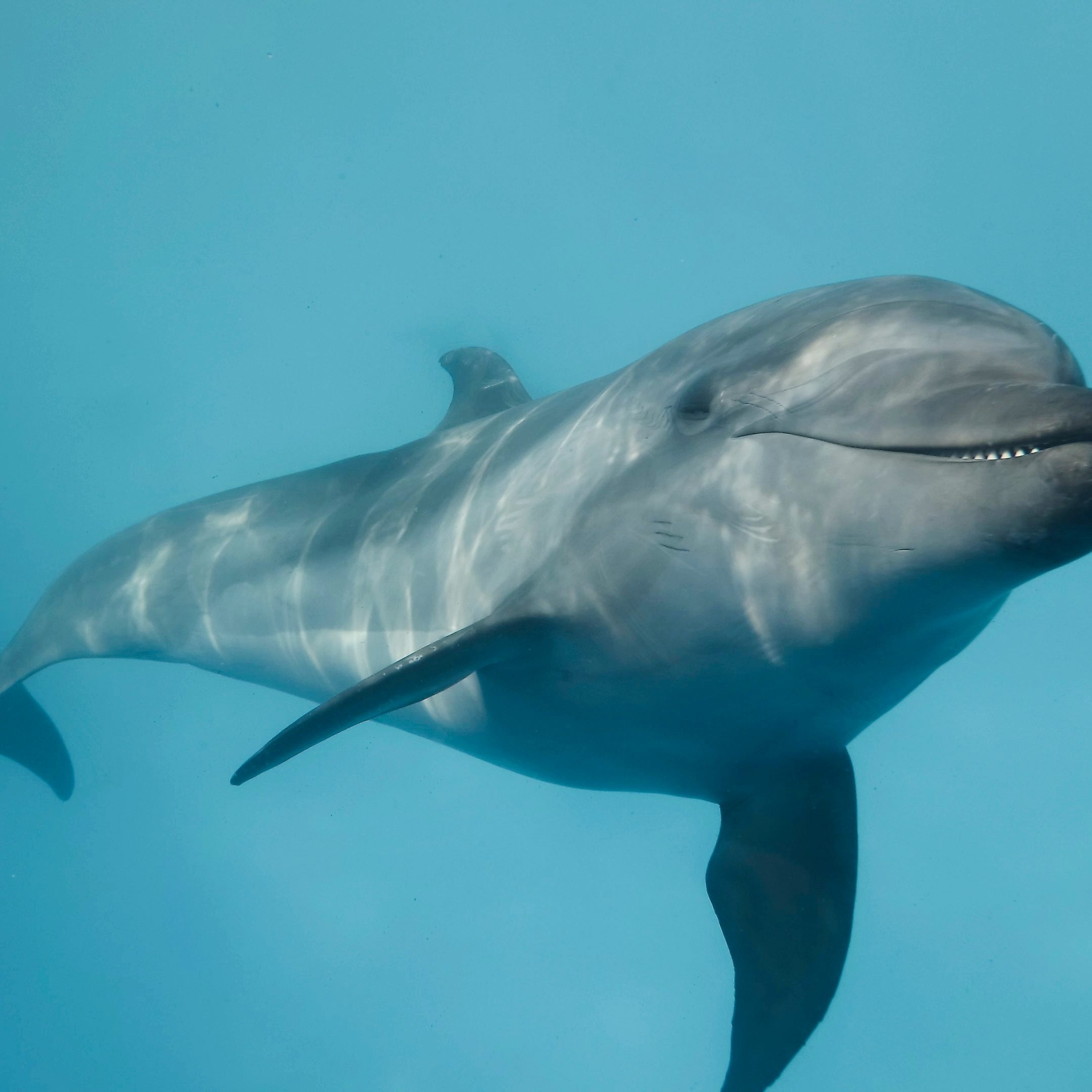 Young,Curious,Bottlenose,Dolphin,Looks,At,In,The,Camera,And