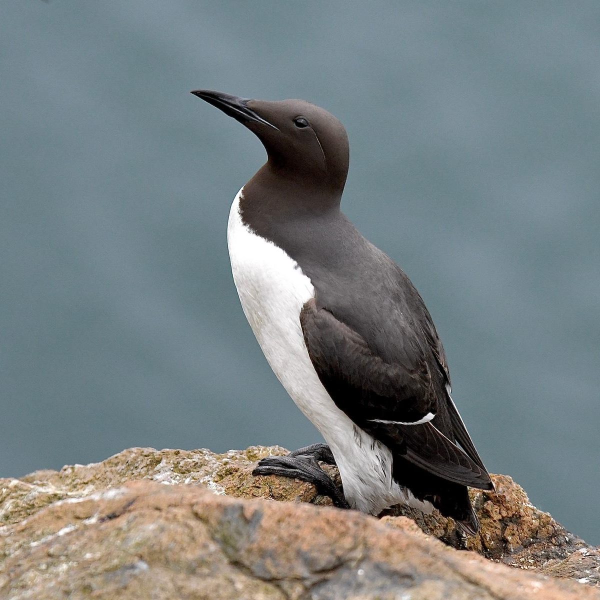 Common,Guillemot,,Scientific,Name,Aria,Aalge,,Taken,In,,Skomer,Island,