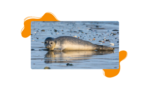 common seal 2